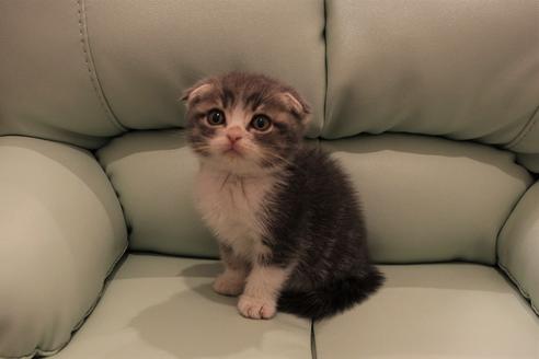 成約済の大阪府のスコティッシュフォールド-5954の1枚目